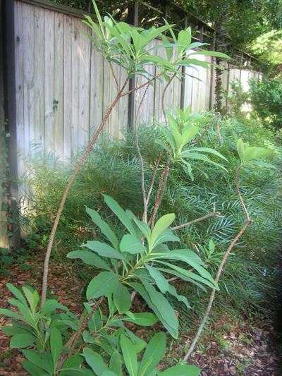 Oriental Paper Bush